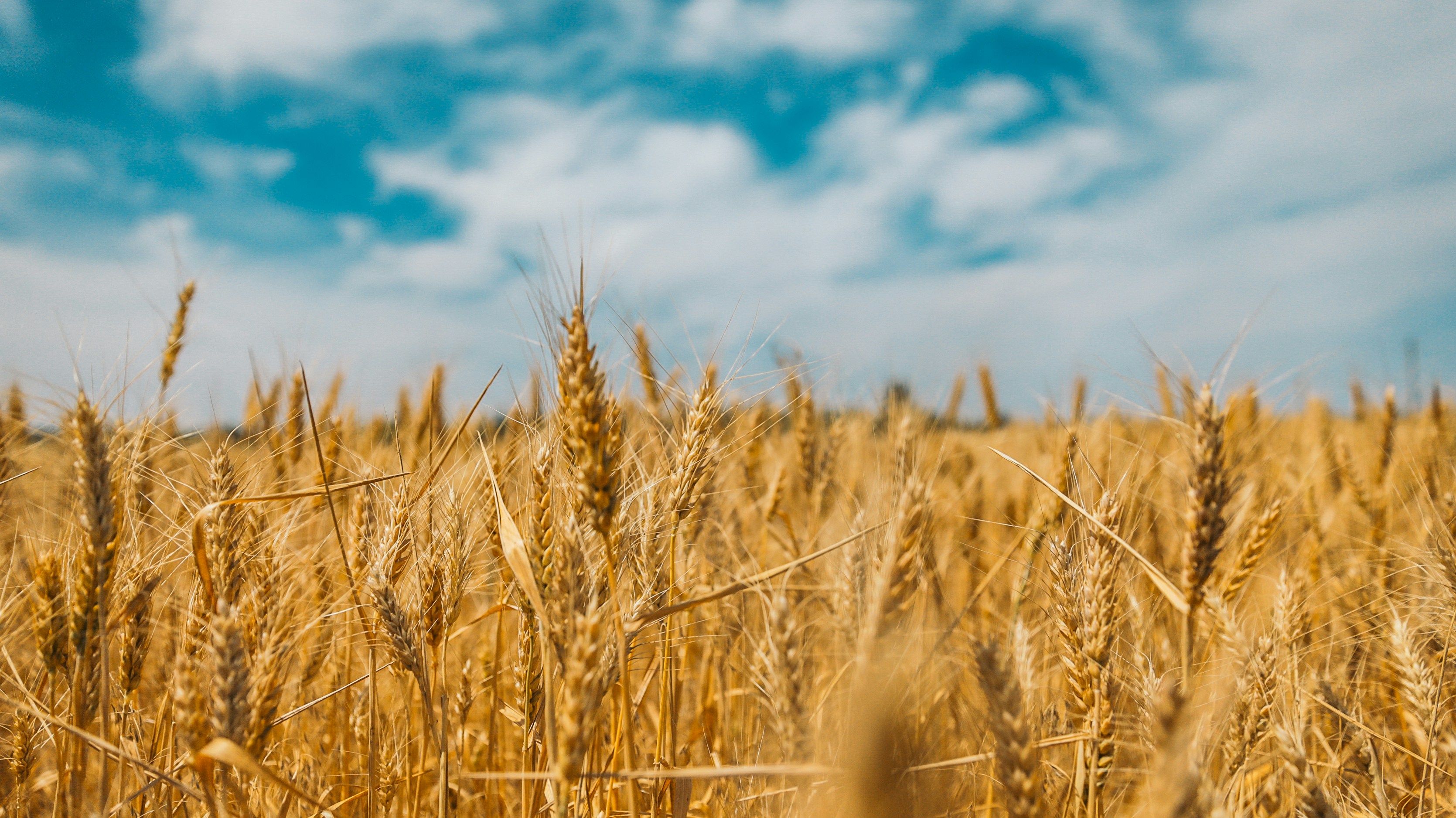 Russian Wheat Production